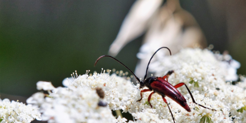 6. Scarabée [@Tamsin Carlisle]