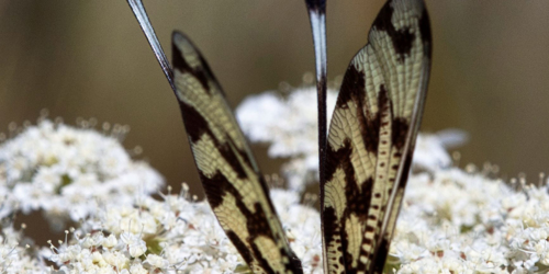 8. Aile Cuivrée des Balkans [@Tamsin Carlisle]