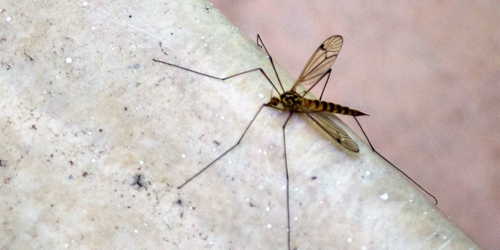 10. Mouche grue tachetée [@Tamsin Carlisle]