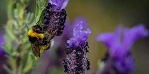 3. Bee [@Cécilier Phot. Int.]