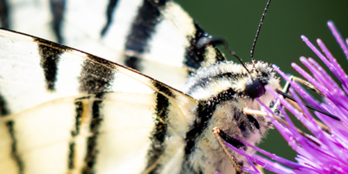 4. Papillon [@Cécilier Phot. Int.]