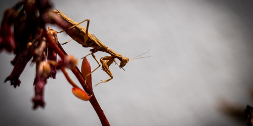 2. Mante Religieuse [@Cécilier Phot. Int.]