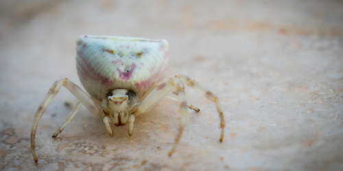 2. Araignée Crabe [@Cécilier Phot. Int.]