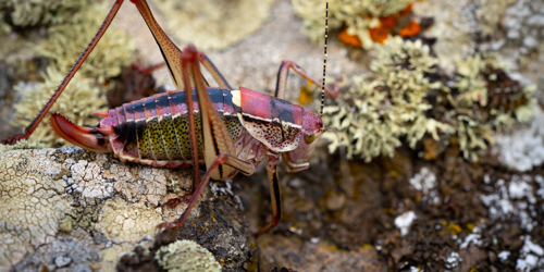 9. Grasshoper [@Cécilier Phot. Int.]