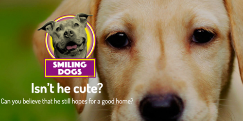 Smiling Dogs Shelter