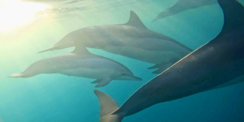 Nagez parmi les dauphins avec West Coast Boat à Maurice