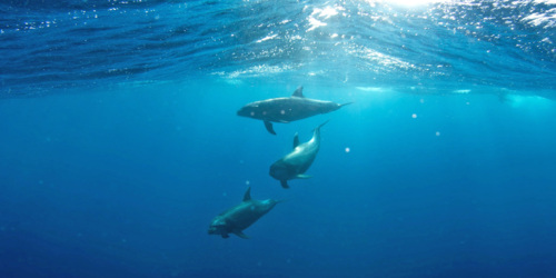 See the dolphins with West Coast Boat in Mauritius