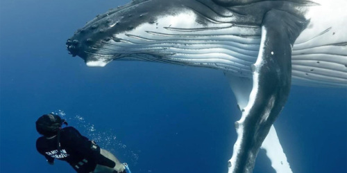 See the spermwhales with West Coast Boat in Mauritius