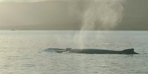 Observez les cachalots avec West Coast Boat à Maurice