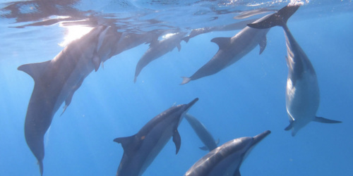 See the dolphins with West Coast Boat in Mauritius