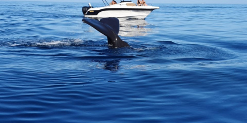 See the spermwhales with West Coast Boat in Mauritius