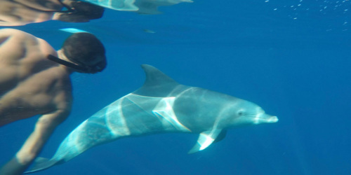 See the dolphins with West Coast Boat in Mauritius