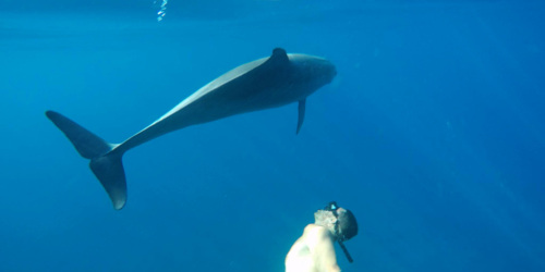 Nagez parmi les dauphins avec West Coast Boat à Maurice