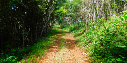 Bel Ombre Hiking Trail