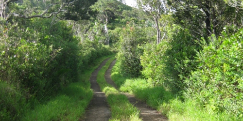 Bel Ombre Hiking Trail