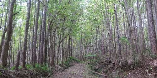 Bel Ombre Hiking Trail