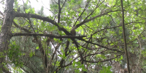 Pink Pigeon on Bel Ombre Hiking Trail