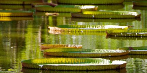 Pamplemousses Botanical Gardens