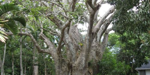 Trees of Botanical Gardens
