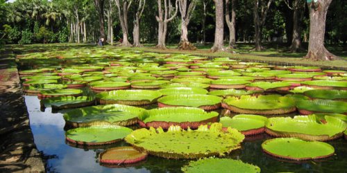 Pamplemousses Botanical Gardens