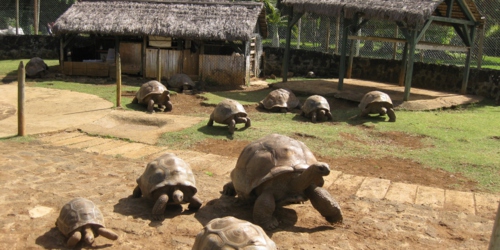 Turtles of Botanical Gardens