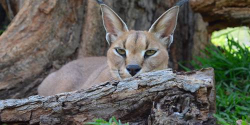 Casela Lynx Mauritius