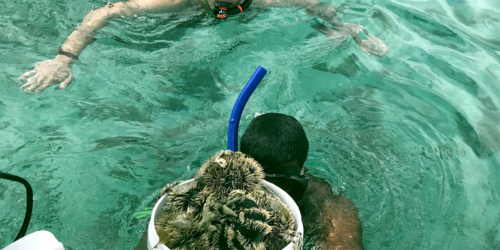 Lîle aux Bénitiers - pèche aux oursins