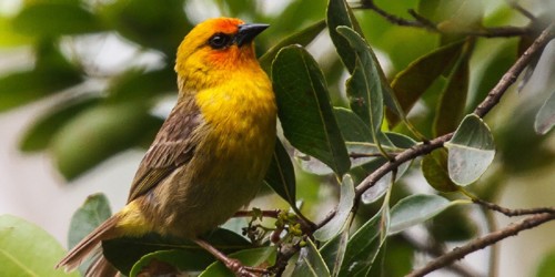 Oiseaux de l'île aux Cocos