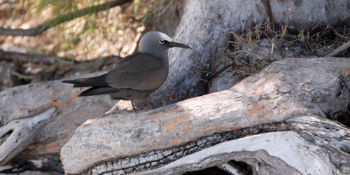 île aux Cocos Birds