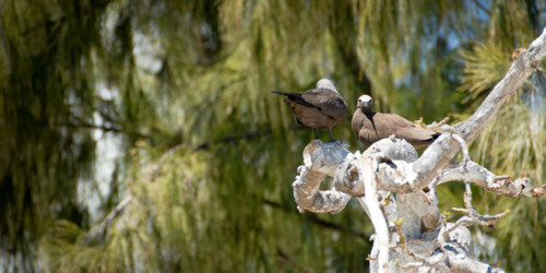 Oiseaux de l'île aux Cocos