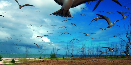 Oiseaux de l'île aux Cocos