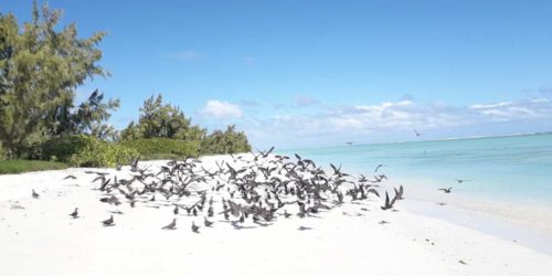 Oiseaux de l'île aux Cocos