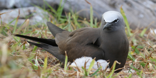 Oiseaux de l'île aux Cocos