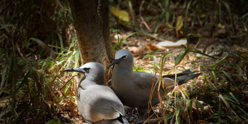 île aux Cocos Birds