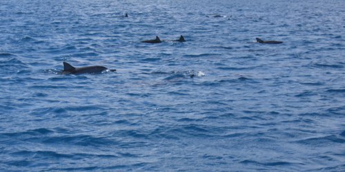 Flat Island dolphins