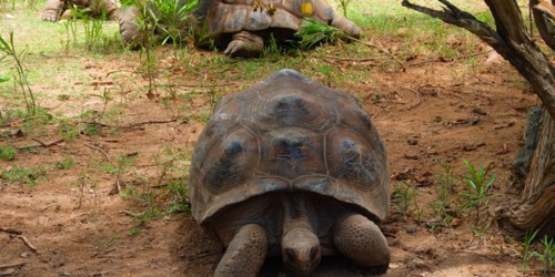 Turtles on Rodrigues Distric